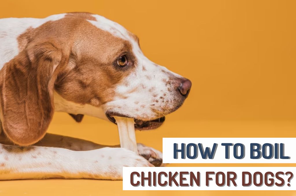 How long to boil chicken thighs for dogs best sale