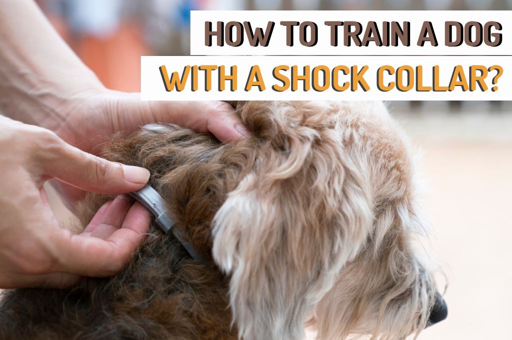 is it ok to use shock collar on puppy