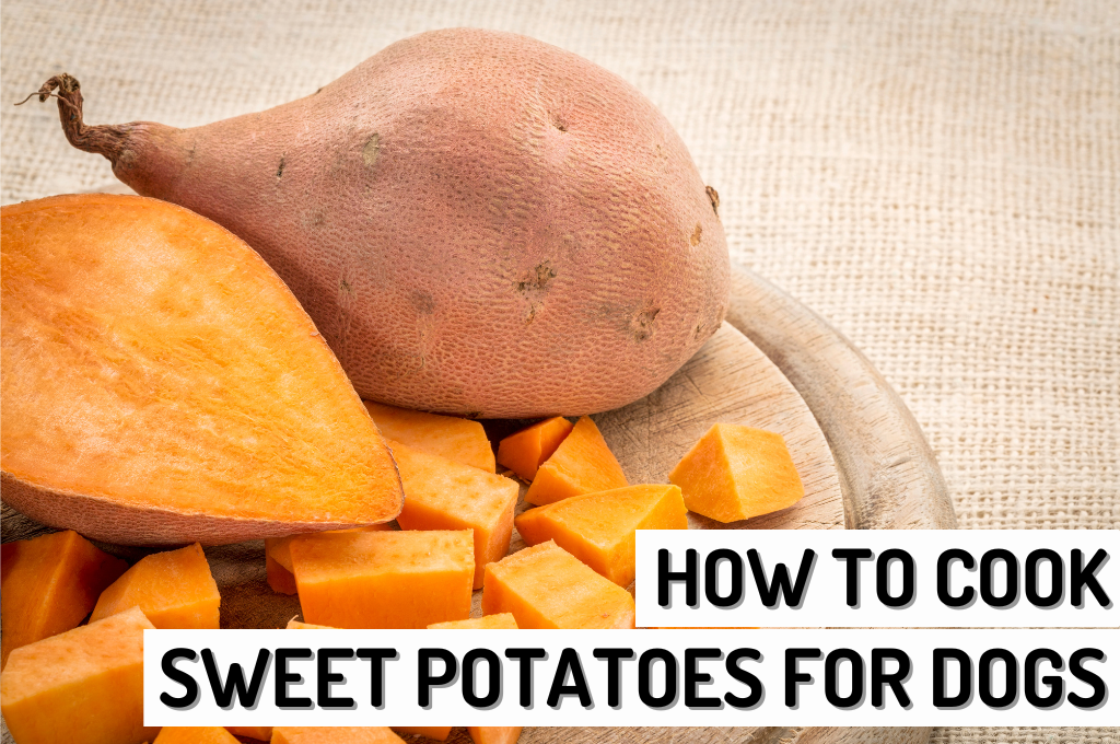 Cooking Sweet Potatoes for Dogs Nutritious and Delicious Recipes Woof Blankets