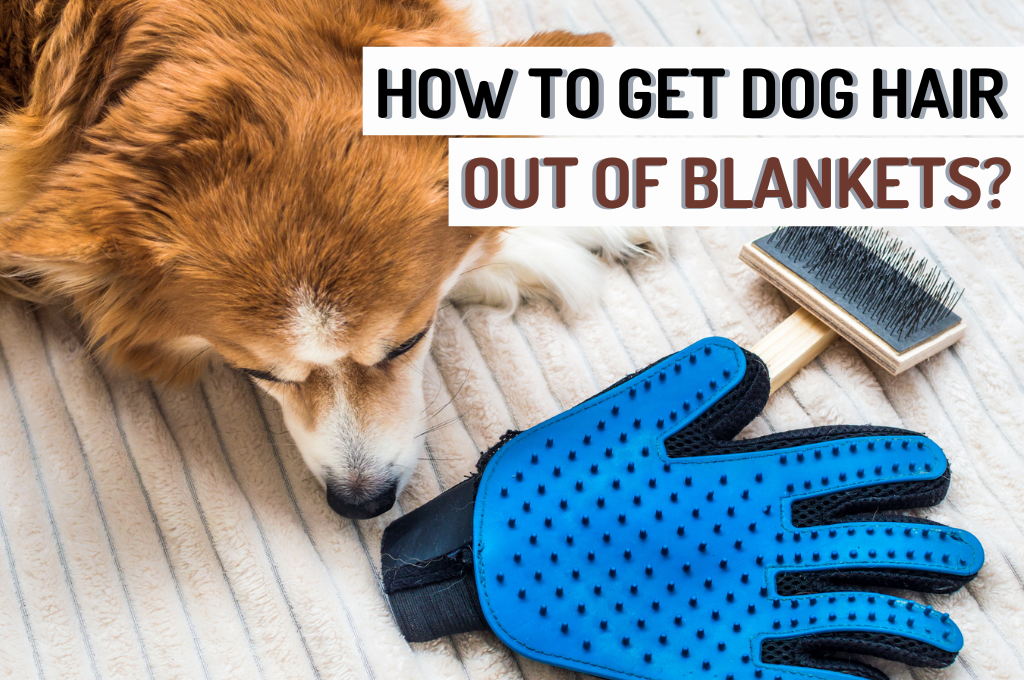 http://www.woofblankets.com/cdn/shop/articles/How_to_get_Dog_Hair_out_of_Blankets_1.png?v=1689515204