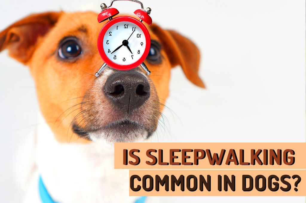 do dogs sleep walk