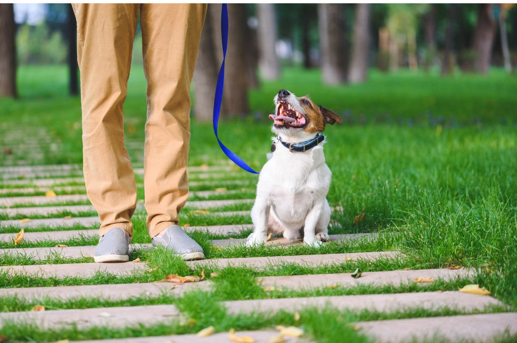 Techniques to teach dogs to walk on a leash. – Woof Blankets