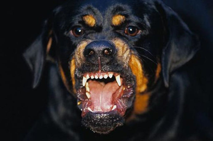 10 Badass Dog Breeds You Must Know