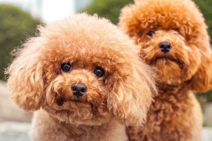 10 Absolutely Adorable Orange Dog Breeds : Characteristics