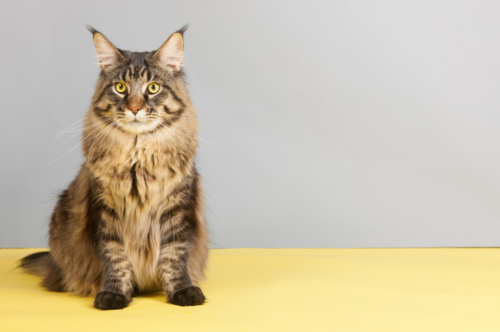Exploring the World of Giant Cat Breeds