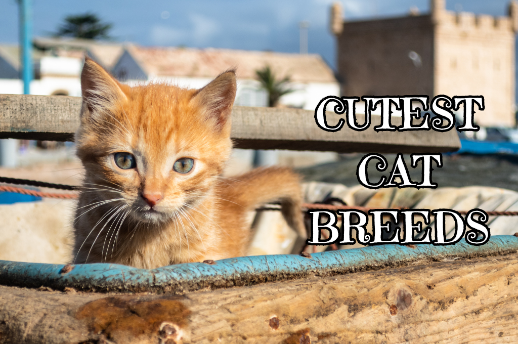 Explore The Cutest Cat Breeds In The World