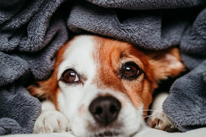 Do Dogs Really Like Blankets?