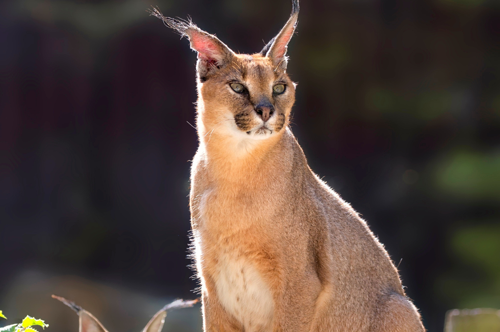 Exploring the Enigmatic Floppa Cat Breed