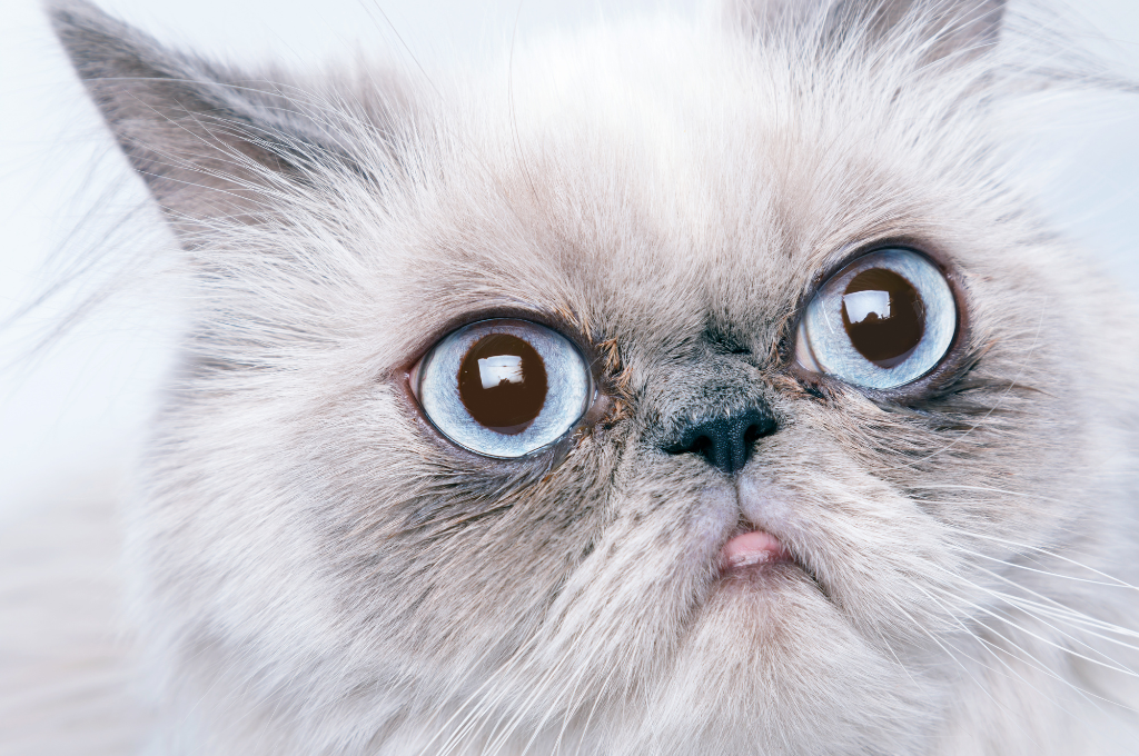 What breed is a grumpy cat?