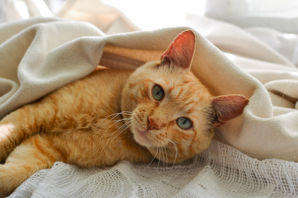 Wonderful World of Orange and White Cat Breeds