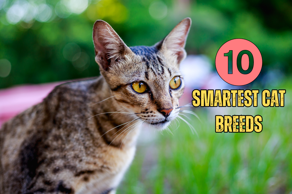 Meet the Smartest Cat Breed