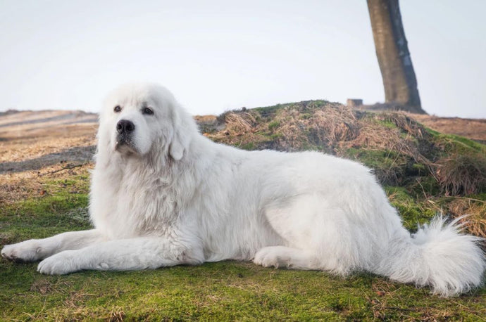 7 Best Polish Dog Breeds : From Poland with Love