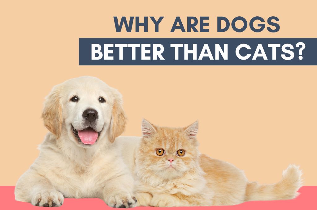 Why Dogs are Better Than Cats? Reasons | Woof Blankets