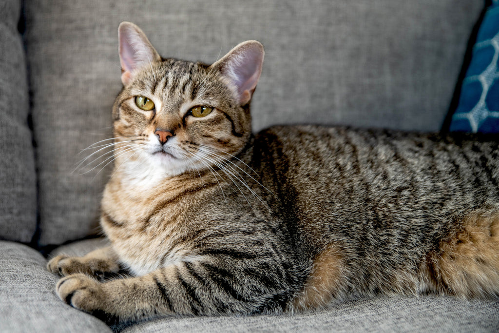 Exploring the World of Tom Cat Breeds
