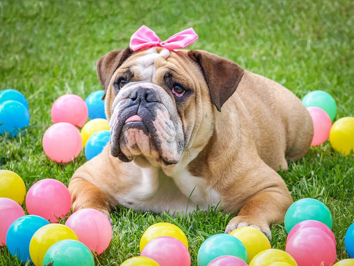 How to Prepare the Best Easter egg Hunt for Your Dog