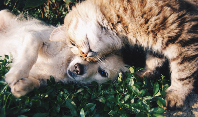6 Adorable Ways to Celebrate Your Pet on Valentine’s Day