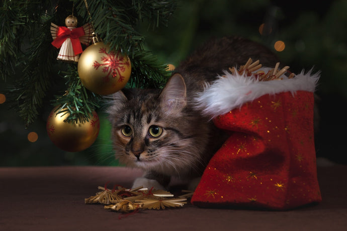 2022 Christmas Gift Guide for Cat Lovers