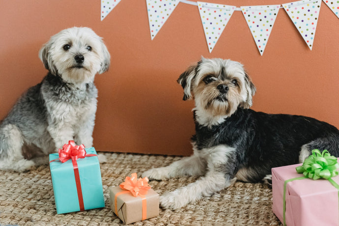 25  Best Ideas of Personalized Gifts for Your Pet