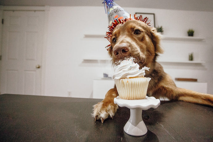How to Have a Dog Birthday Party